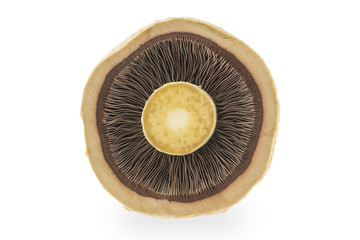Slice mushroom on white background