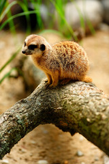 Zwierzęta, Surykatka, (Meerkat) © janmiko