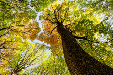 Fototapeta premium autumn