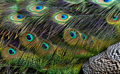 Obraz premium Bird feathers. Peacock