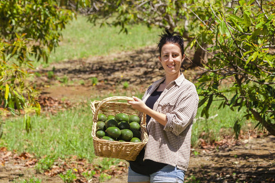 Farmer with avocados