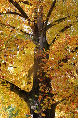 Le tulipier de Virginie