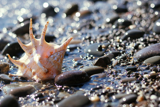 seashell on the shingle beach with sparkling bokeh