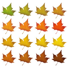 Fototapeta premium Blätter, Herbstblätter, Herbst, Symbol, herbstlich, Farben