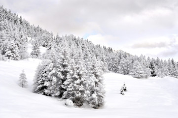 Naklejka premium Winter forest