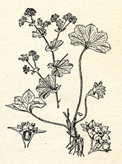 Common lady's mantle (Alchemilla vulgaris)