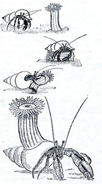 Hermit crab Pagurus bernhardus and anemone Adamsia