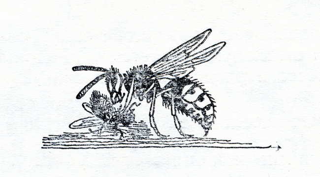 Wasp, nibbling off fly's leg