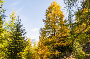 Fototapeta premium Riederalp, Dorf, Aletschwald, Gletscher, Herbst, Schweiz