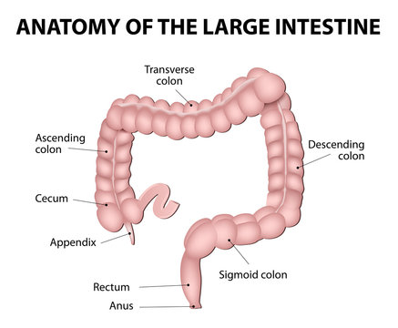 Human Anatomy. Large Intestine