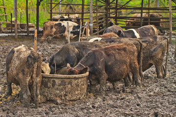 Cows at farm
