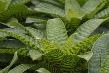 Pineapple plant, Neoregelia Spectabilis Hybrid. 