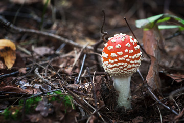 Mushrooms Series: Fly Amanita (Amanita Muscaria)