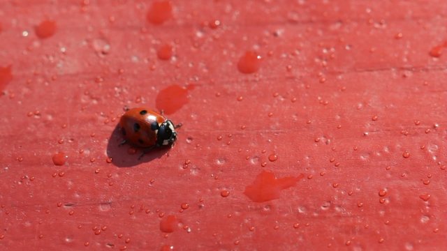 Божья коровка 2