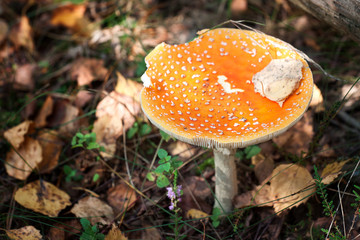Mushrooms Series: Fly Amanita (Amanita Muscaria)