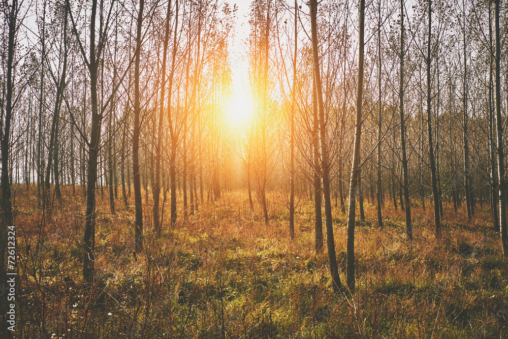 Wall mural forest