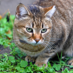 tabby cat outside 