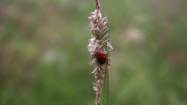 A ladybug on a straw