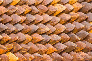 coconuts background