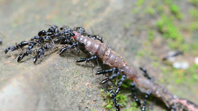 Ants hunting the earthworm and bring it back to nest. HD