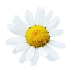 Fototapeta premium Beautiful flower daisy