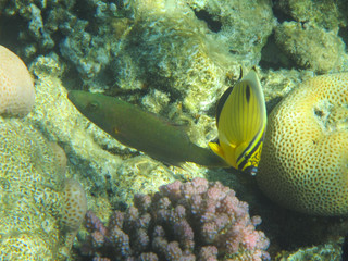 fish and corals Red Sea