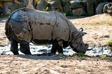 Obraz premium Rhinoceros