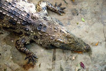 Obraz premium crocodile
