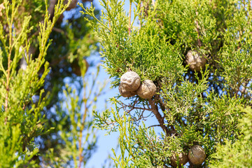 Cypress cones on his tree