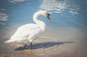 Majestueux cygne blanc