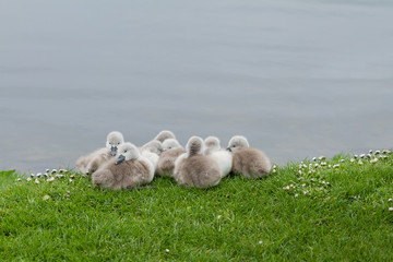 Cygnets