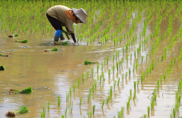 Fototapeta na wymiar Farmer planting rice