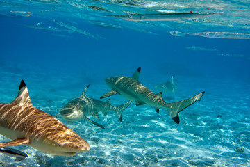 Fototapeta premium Sharks over a coral reef at ocean