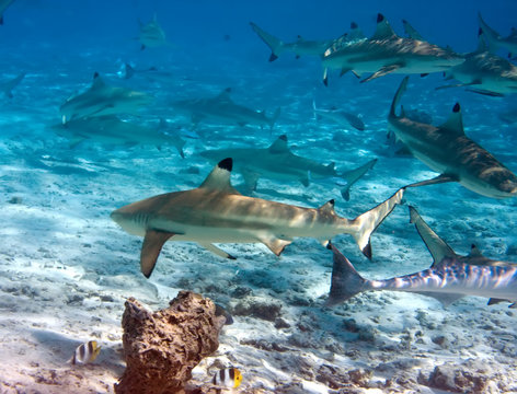 Sharks over a coral reef at ocean..