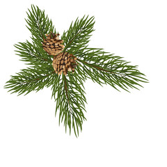 isolated green fir branch with two cones on a white background