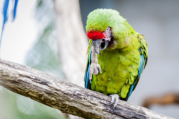 Ara militaire © PicsArt