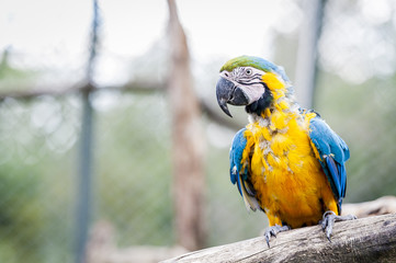 Ara jaune et bleu © PicsArt