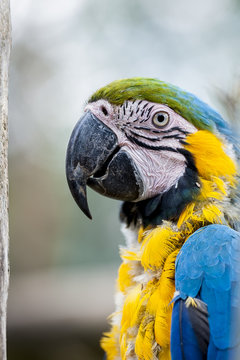 Perroquet ara jaune et bleu