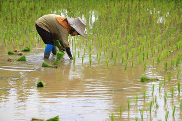 Fototapeta na wymiar Farmer planting rice