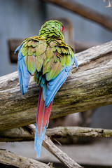 Ara militaire © PicsArt