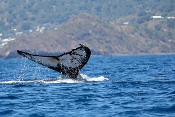 Naklejka premium Magnifique queue de baleine