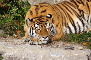 Fototapeta na wymiar Big tiger cat sleeping