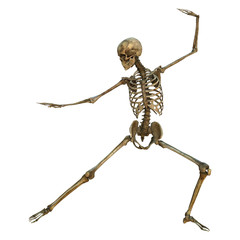 Human Skeleton
