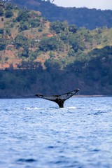 Fototapeta premium Caudale levée