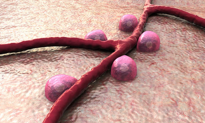 blood vessel, Beta cells