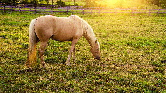 Horse on a pasture