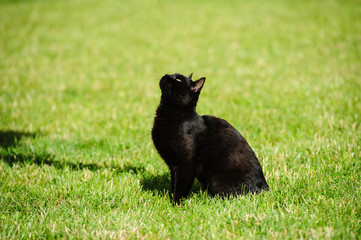 Obraz na płótnie Canvas black cat on green grass