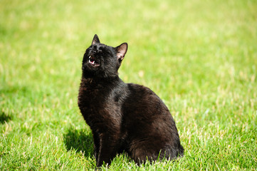 Obraz premium black cat on green grass
