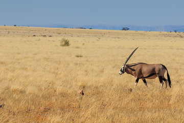 Fototapeta premium Gemsbok or gemsbuck oryx walking in Namib Desert