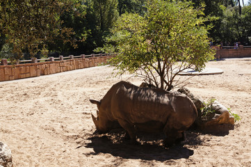 Rhinocéros blanc adulte dasn son enclos